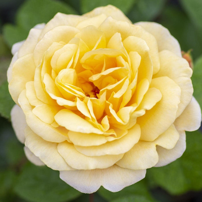 Rosa 'Meikaquinz'  - Moonlight Romantica® Rose - Shipped
