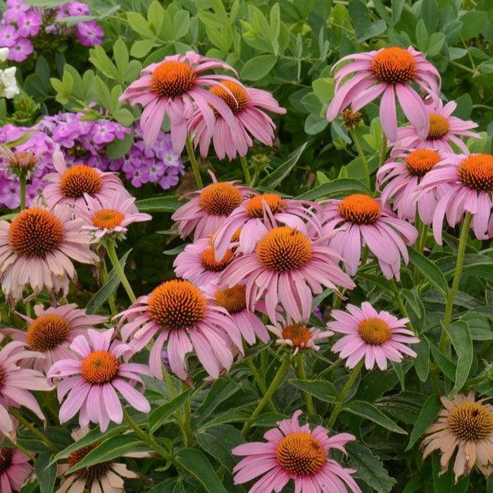 Echinacea purpurea 'Prairie Splendor'  - Prairie Splendor Echinacea - Shipped