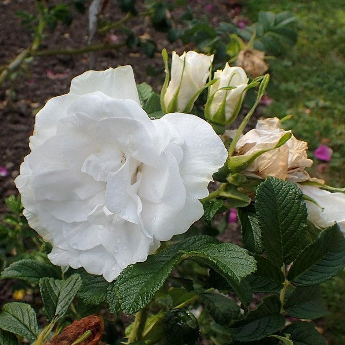Blanc Double De Coubert Rose - Shipped