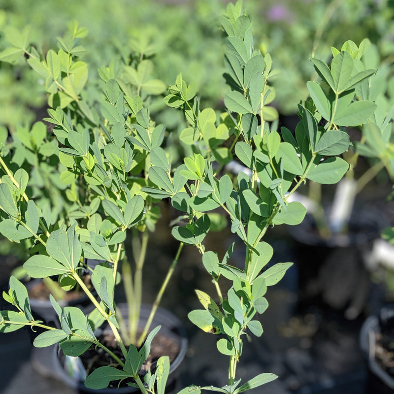 Blue False Indigo - Shipped