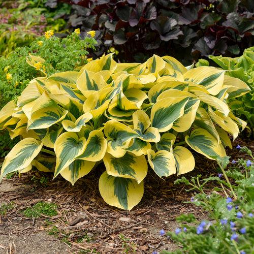 PW® Shadowland® Autumn Frost Hosta - Shipped