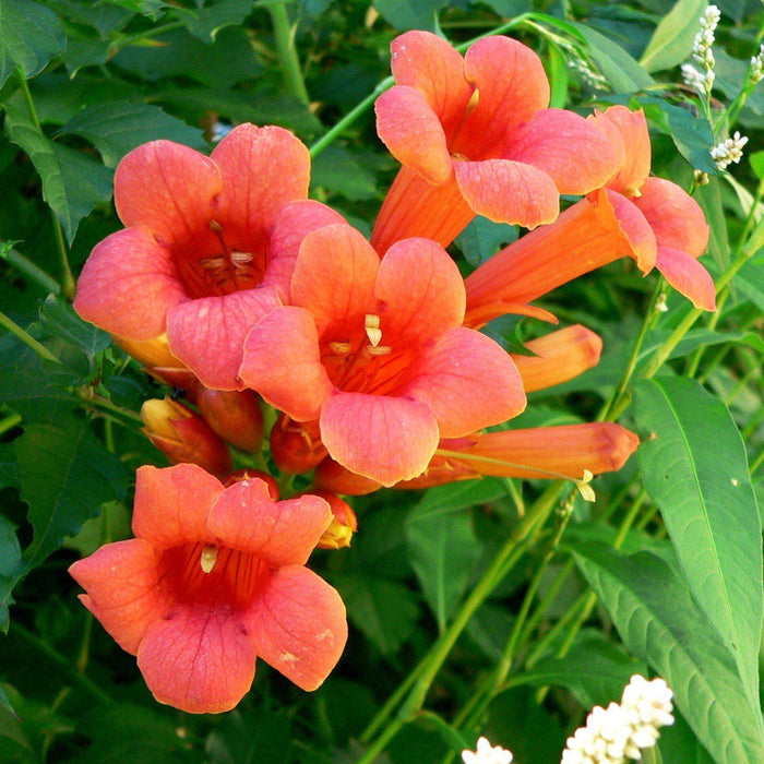 Campsis radicans 'Flamenco'  - Flamenco Trumpet Creeper - Shipped