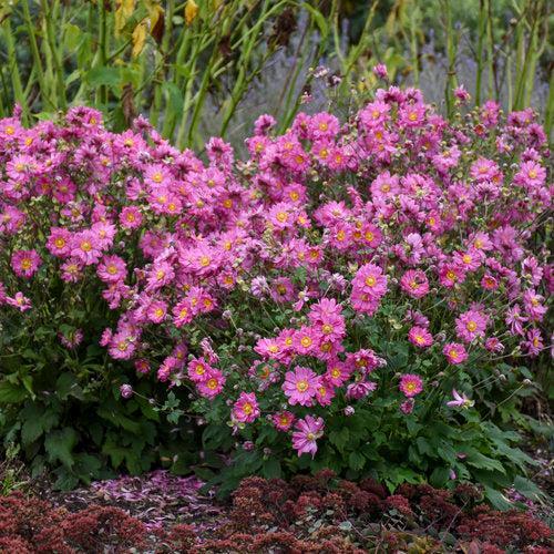 Anemone hybrid 'Sweetly'  - PW® Fall in Love® Sweetly Anemone - Shipped