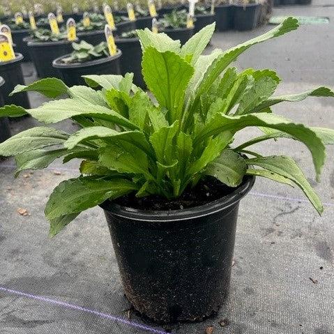 Becky Shasta Daisy - Shipped