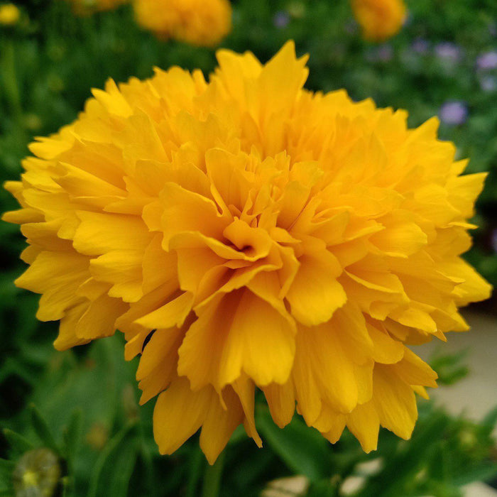Coreopsis grandiflora 'DCOREO16'  - Solanna™ Golden Sphere Tickseed - Shipped