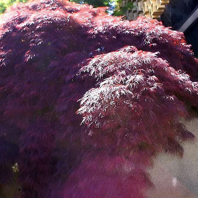 Acer palmatum var. dissectum 'Crimson Queen'  - Crimson Queen Japanese Maple - Shipped