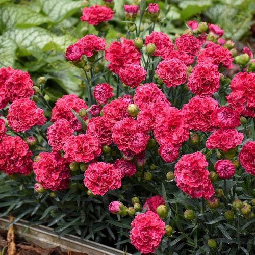 Fruit Punch® Raspberry Ruffles Dianthus - Shipped