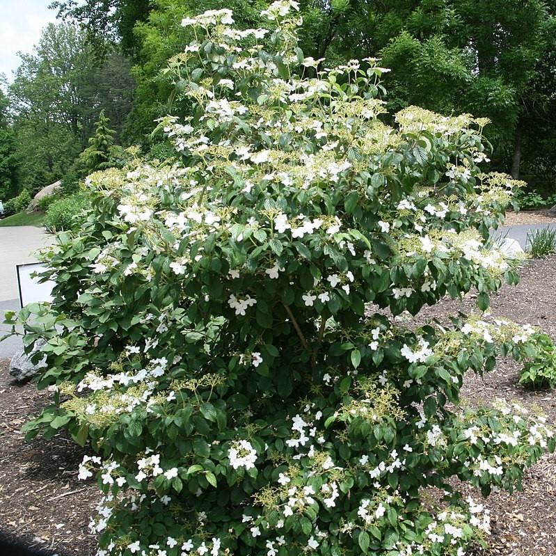 Summer Snowflake Viburnum - Shipped