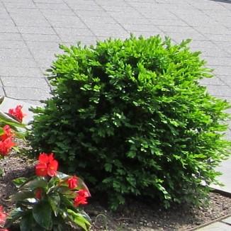 Green Velvet Boxwood - Shipped
