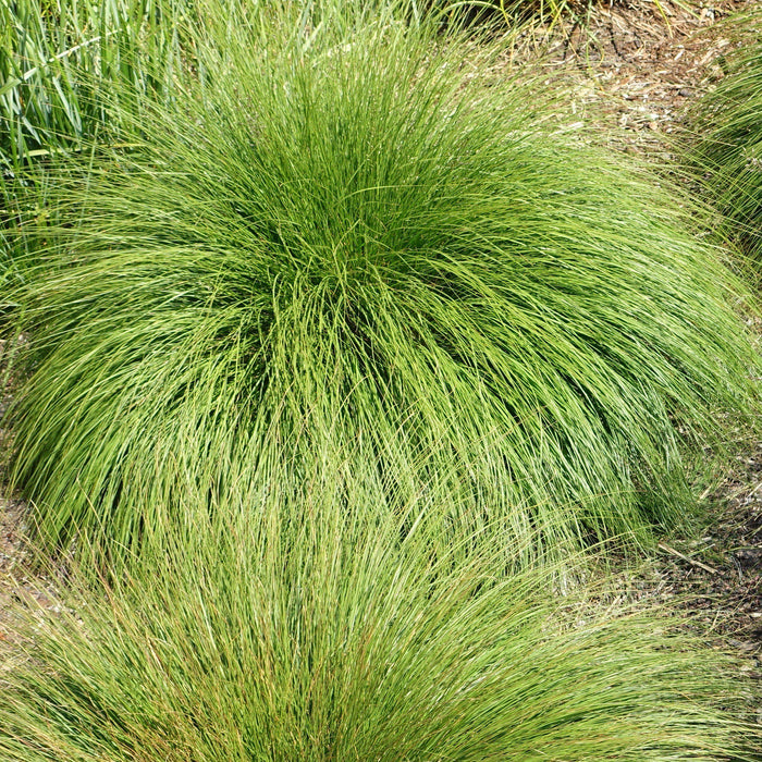 Prairie Dropseed - Shipped