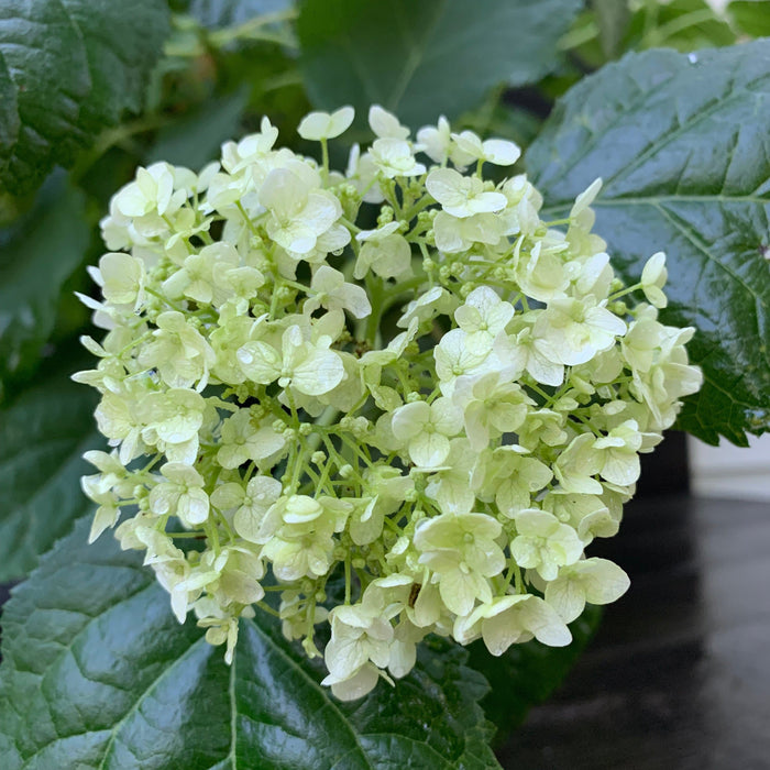 Hydrangea arborescens 'Annabelle'  - Mophead Hydrangea, Annabelle Hydrangea - Shipped