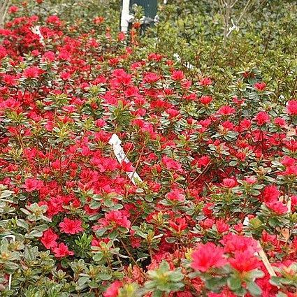 Rhododendron x 'Hino Crimson'  - Hino Crimson Azalea - Shipped