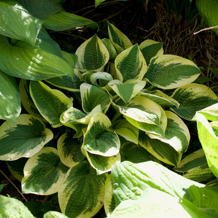 Hosta x 'Wide Brim'  - Wide Brim Hosta - Shipped