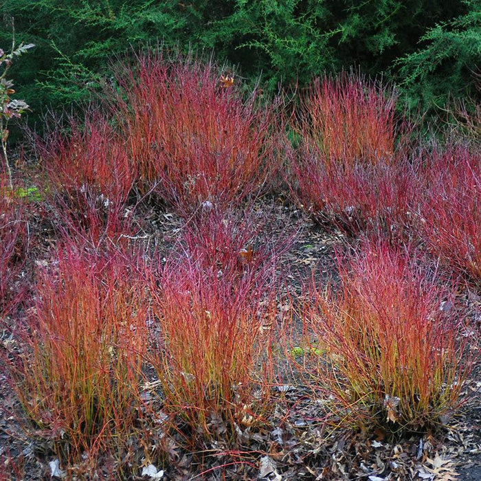 Cornus sericea 'Kelseyi'  - Kelseyi Red Twig Dogwood - Shipped