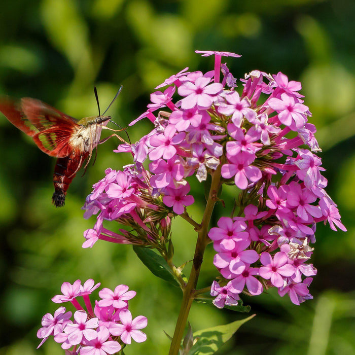 Phlox paniculata ‘Jeana’  - Jeana Garden Phlox - Shipped