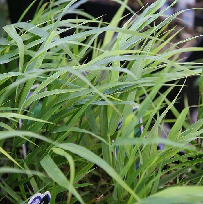 Japanese Forest Grass, Hakone Grass - Shipped