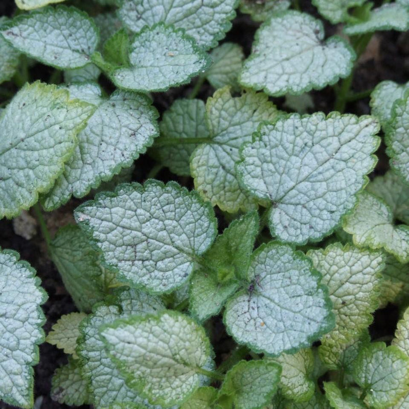 White Nancy Spotted Deadnettle - Shipped