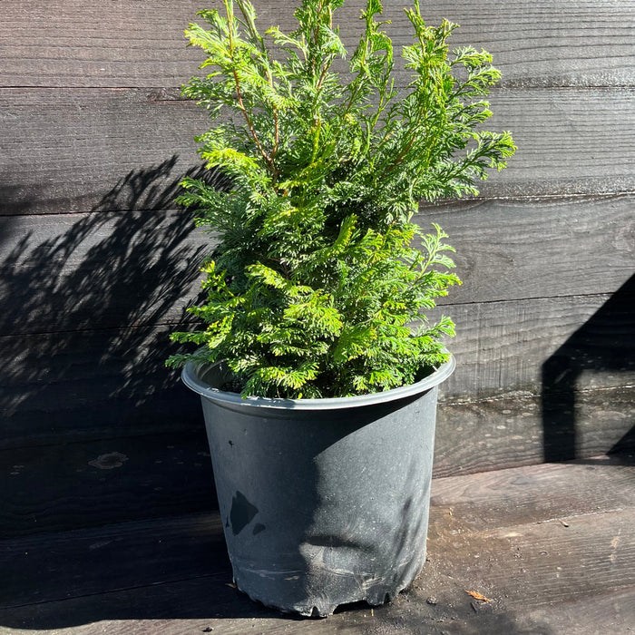 Chamaecyparis obtusa 'Gracilis'  - Slender Hinoki False Cypress - Shipped