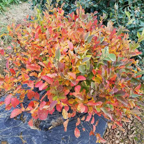 Legend of the Small® Fothergilla - Shipped