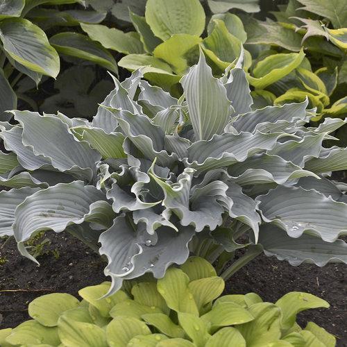 Hosta 'Waterslide' PP30303  - PW® Shadowland® 'Waterslide' Hosta - Shipped