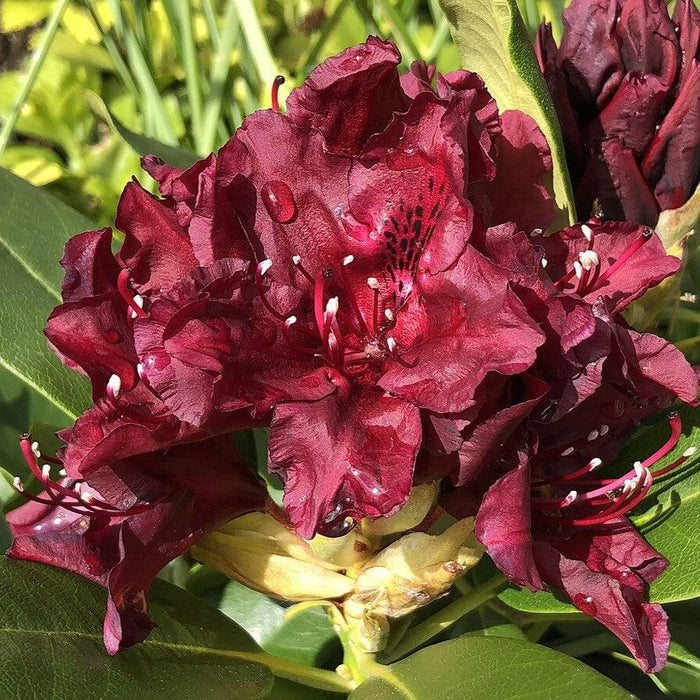 Rhododendron x 'Dark Lord'  - Dark Lord Azalea - Shipped