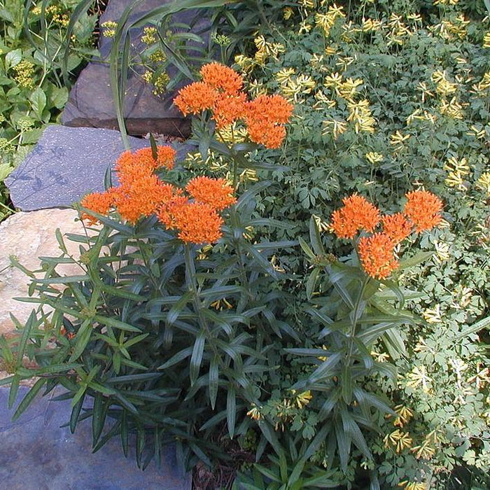 Asclepias tuberosa  - Butterfly Weed - Shipped