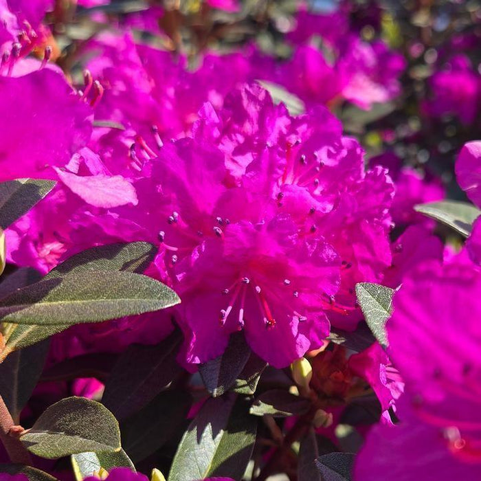 Rhododendron 'PJM Elite Star'  - PJM Elite Star Rhododendron - Shipped