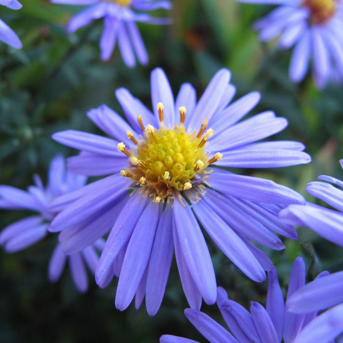 Aster laevis  - Smooth Aster - Shipped