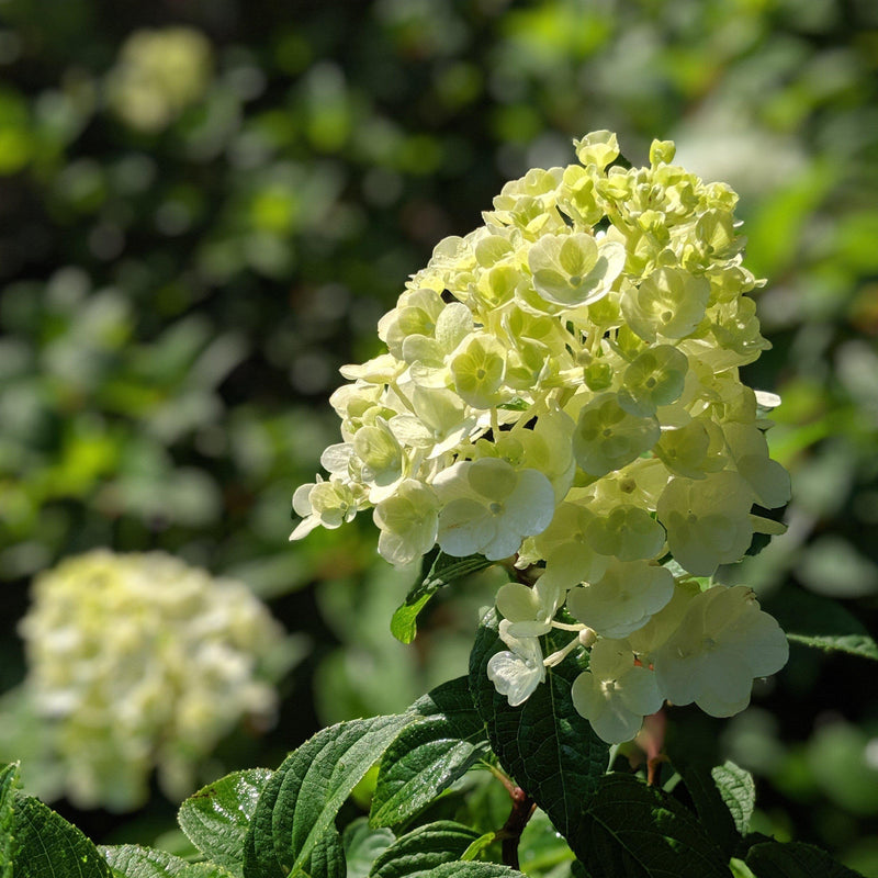 First Editions® Strawberry Sundae® Hydrangea - Shipped