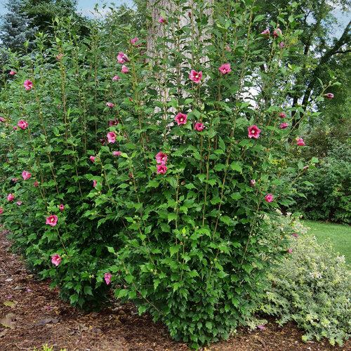 Hibiscus syriacus 'GFNHSRP'  - Red Pillar® Rose of Sharon - Shipped
