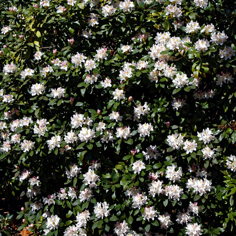 Cunningham's White Rhododendron - Shipped