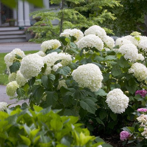 Proven Winners® Incrediball® Smooth Hydrangea - Shipped