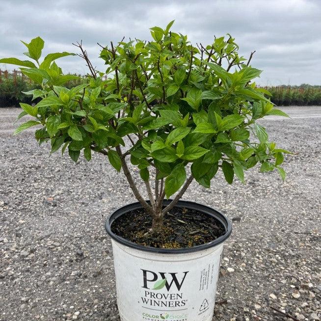 Proven Winners® Limelight® Hydrangea - Shipped