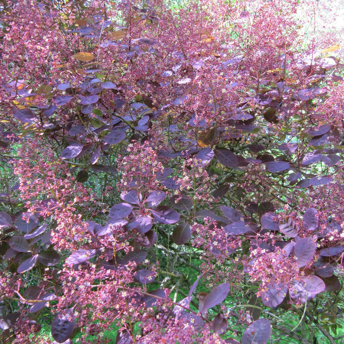 Cotinus coggygria 'Royal Purple'  - Royal Purple Smoke Tree - Shipped