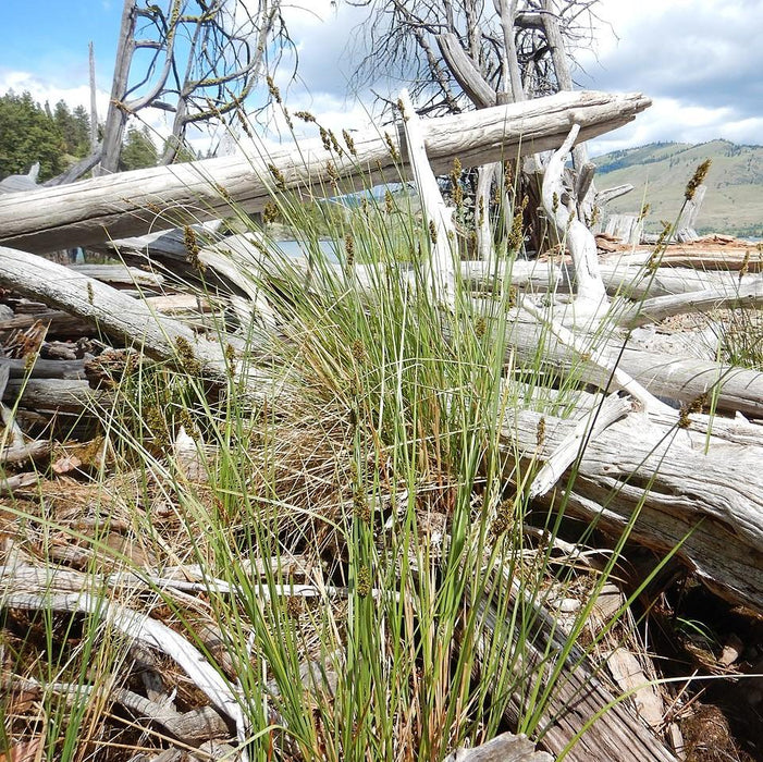 Carex vulpinoidea  - Fox Sedge - Shipped
