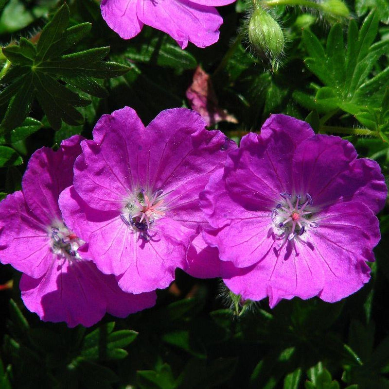 Maz Frei Bloody Cranesbill - Shipped