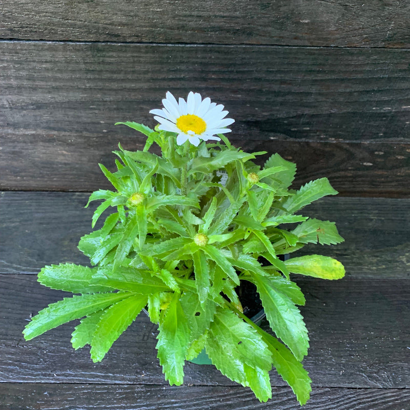 Snowcap Shasta Daisy - Shipped