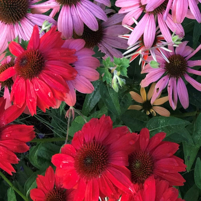 Echinacea x 'Balsomsed' PP23105  - Sombrero® Salsa Red Coneflower - Shipped