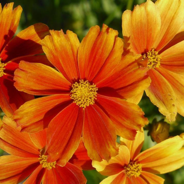 Coreopsis x 'Darling Clementine'  - Lil' Bang™ Darling Clementine Tickseed - Shipped