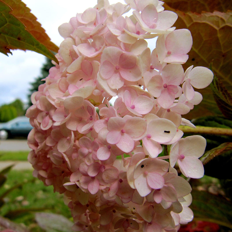 Endless Summer® Blushing Bride® Hydrangea - Shipped