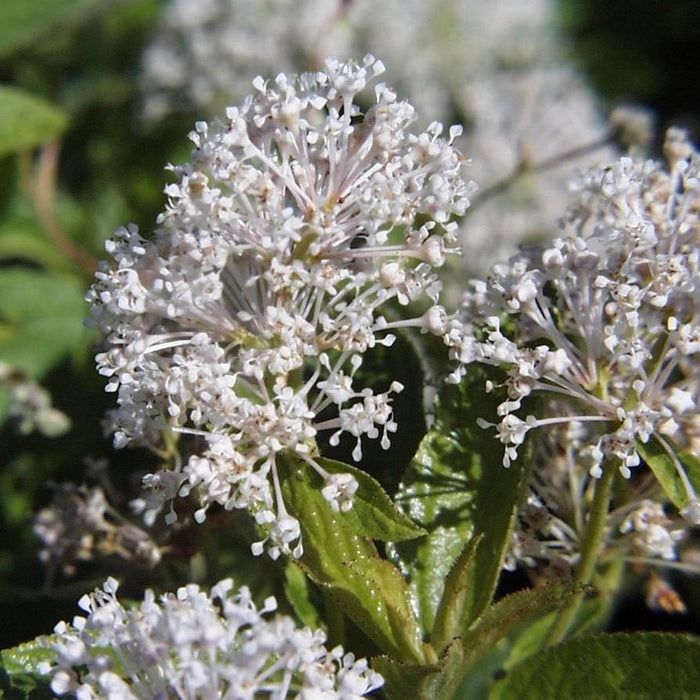 Ceanothus americanus  - New Jersey Tea - Shipped