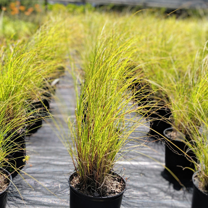 Miscanthus sinensis 'Gracillimus'  - Maiden Grass - Shipped