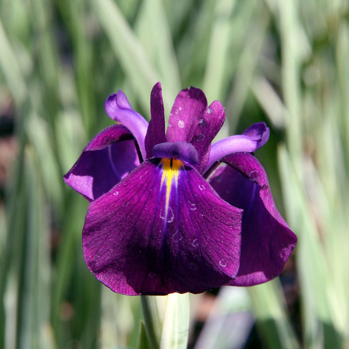 Iris ensata 'Variegata'  - Variegated Japanese Iris - Shipped