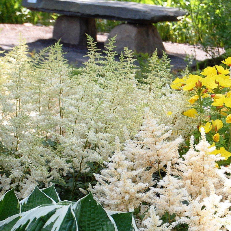 Bridal Veil Astilbe - Shipped