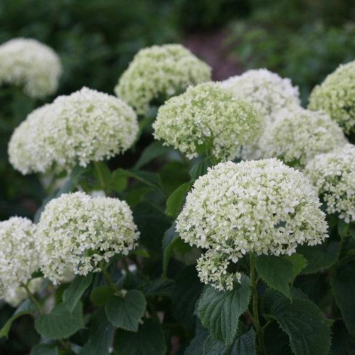 Invincibelle® Limetta Smooth Hydrangea - Shipped