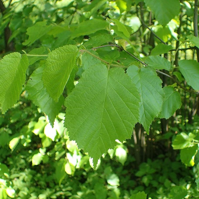 Corylus americana  - Hazelnut, American Filbert - Shipped