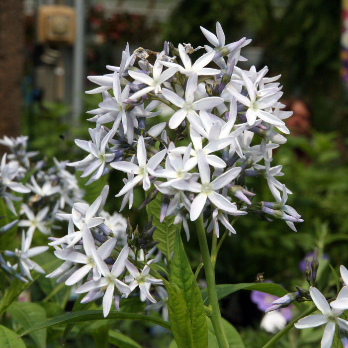 Threadleaf Blue Star, Arkansas Blue Star - Shipped