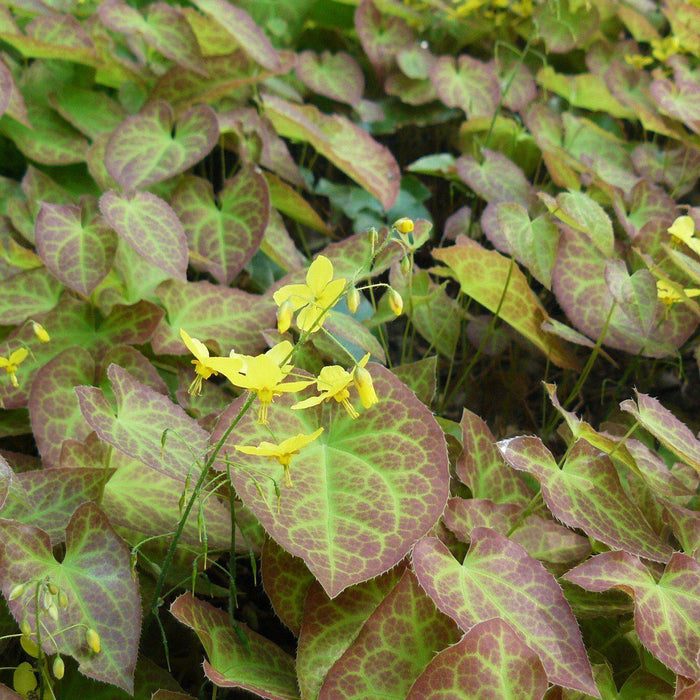 Epimedium versicolor 'Sulphureum'  - Sulphureum Bishop's Hat - Shipped