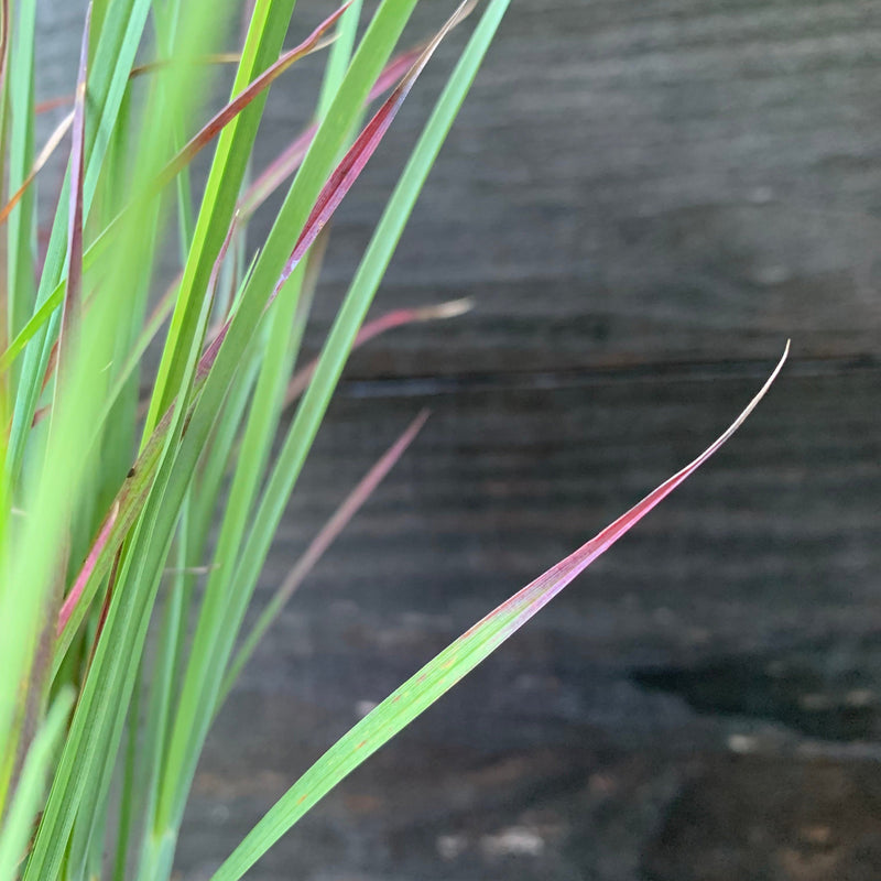Standing Ovation Little Bluestem - Shipped