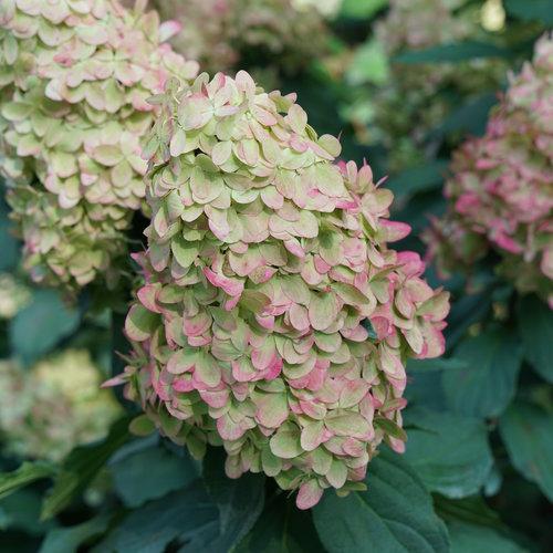 Proven Winners® Limelight Prime® Hydrangea - Shipped